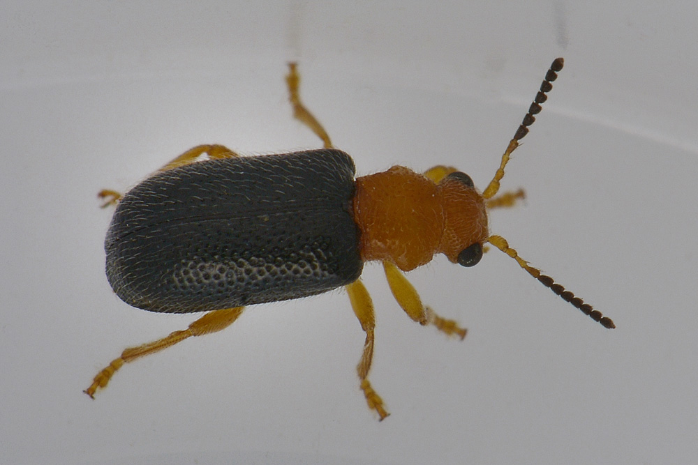 Zeugophora cf. subspinosa - Chrysomelidae